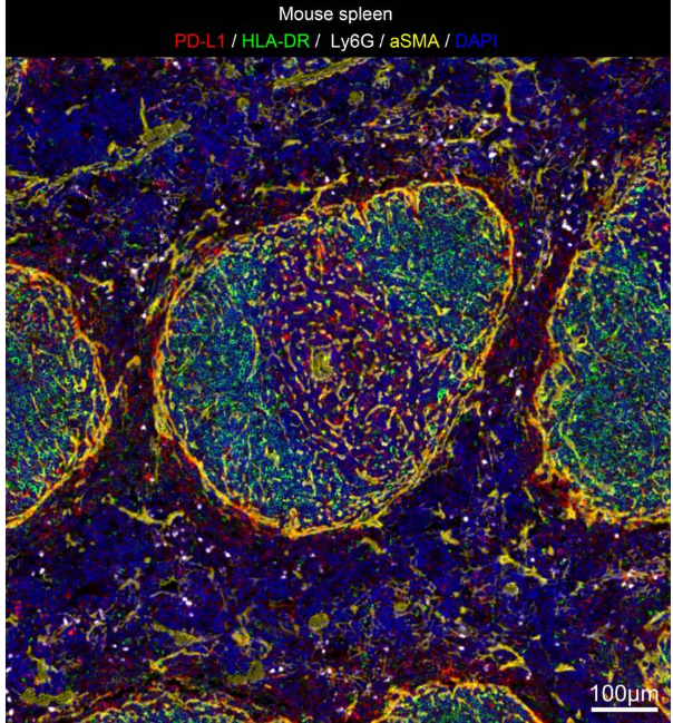 小鼠脾组织抗体组合图像