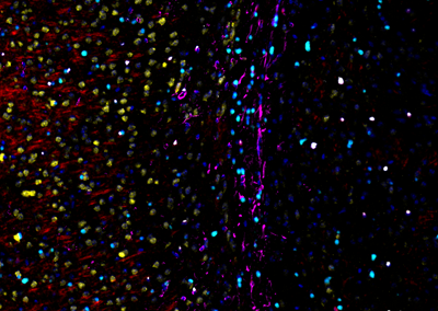 小鼠脑组织-C5.tif (RGB)(1).png