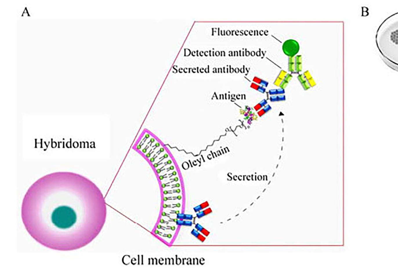 图 2 细胞膜荧光免疫吸附测定法原理图(A) 及操作过程示意图(B).png